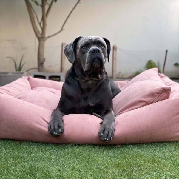 Cama modelo Box palo rosa 🌸